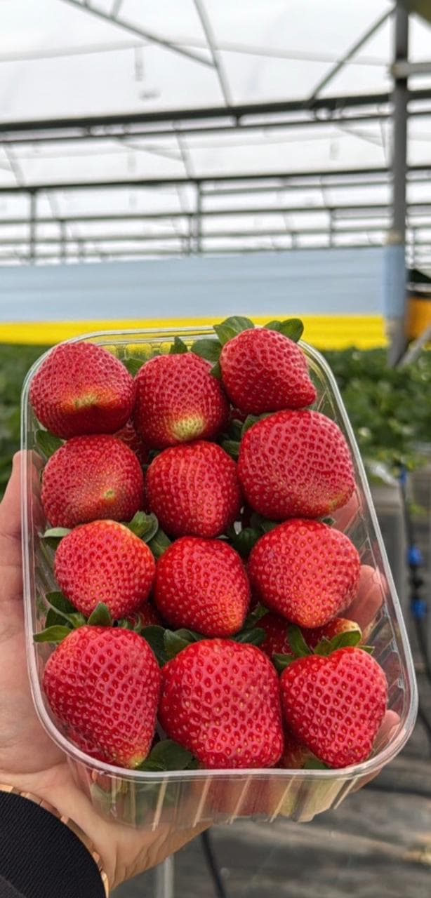Strawberries